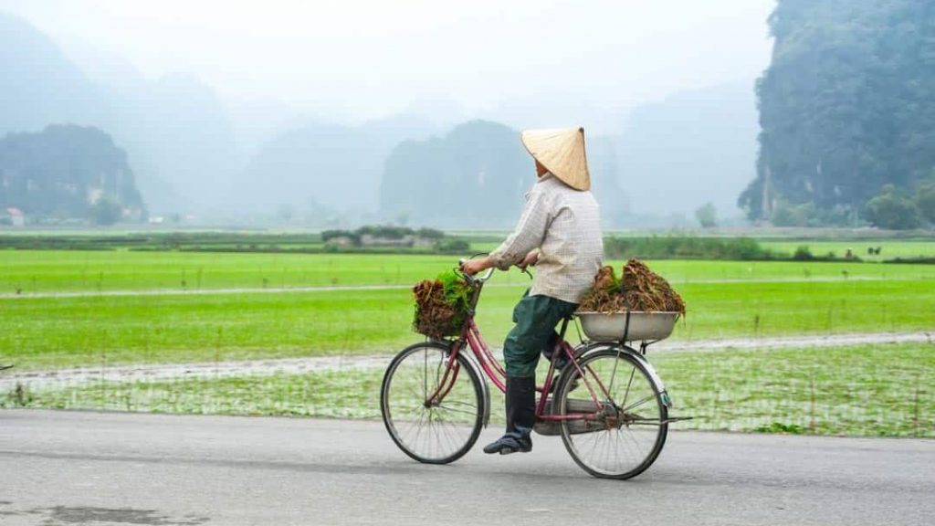 Cyclist In Rice Paddies